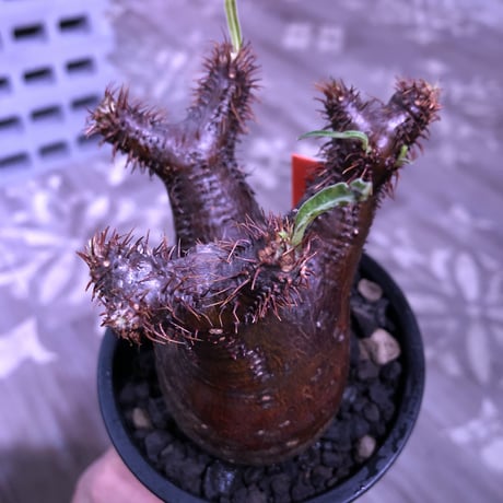 packypodium  gracilius《S size》※現地球発根済み株‼︎  （限定1株）※一期一会な赤肌球体チビキリス※mad black pot植え