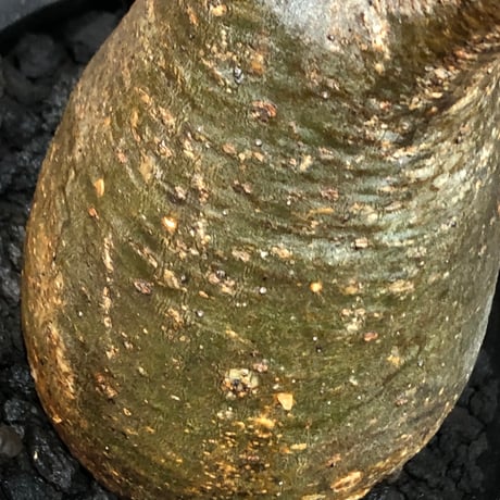 pachypodium gracilius《大きめM size》※現地球株発根済※うっすらgreen肌と生き様感じる株元の傷みも味深く整った樹形の一株‼︎※black pot植え