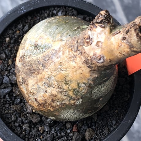 pachypodium gracilius《大きめS size》球体良樹形※現地球発根後店主国内管理3年株※weight低き短枝で360度球体良樹形※mad black pot植え