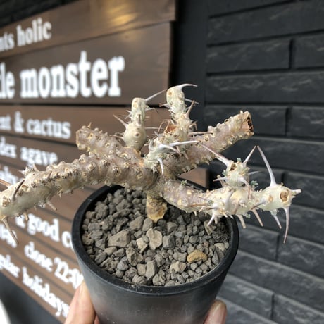 sarcocaulon crassicaule《M  size》※現地球発根済株※店主国内管理2年株※個体差でより鋭い赤味ある強刺に縮れ葉＆白花のギャップ萌えする良樹形※mad black pot植え