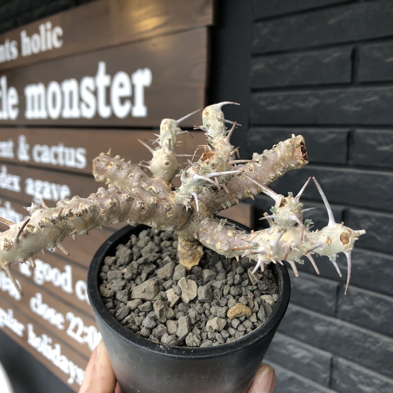 sarcocaulon crassicaule《M size》※現地球発根済株※店主国内管理