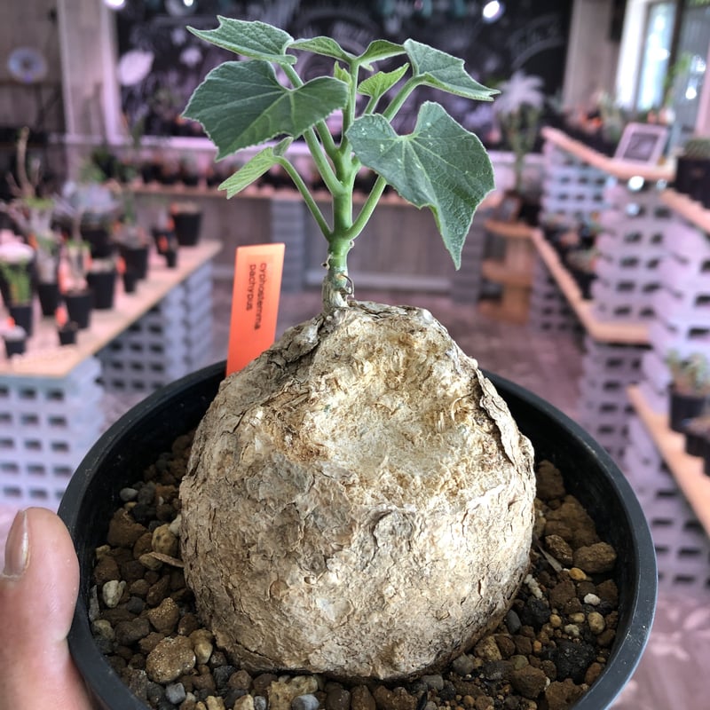 cyphostemma pachypus《L size》 | plants holic
