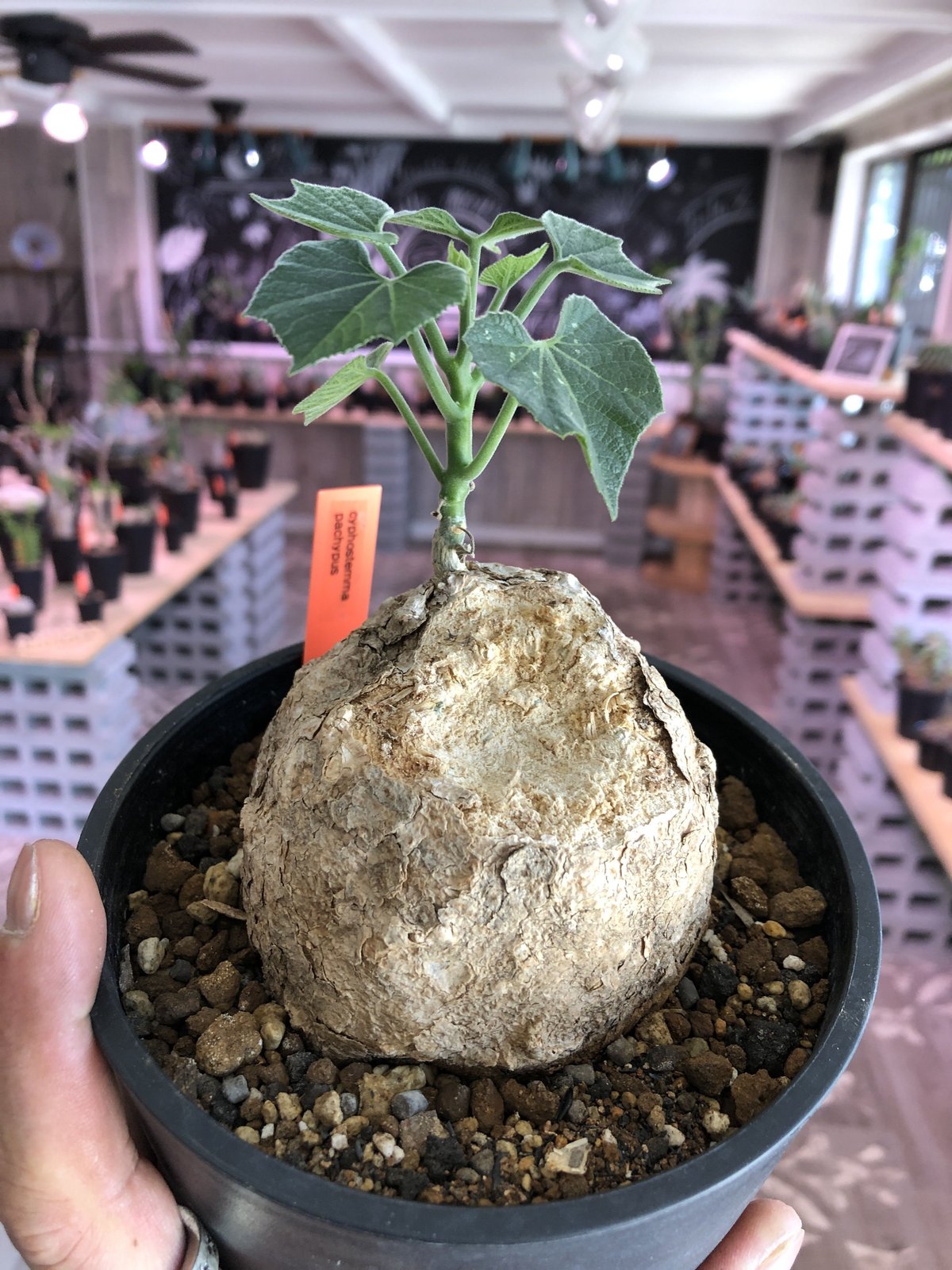 キフォステンマパキプス 大株 cyphostemma pachypus《L size》 | plants holic