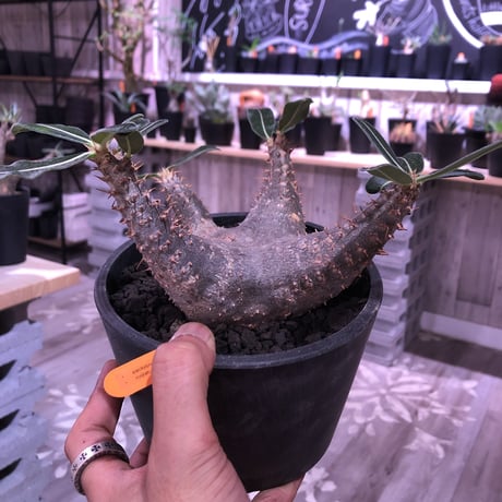 packypodium    cactipes《M size》発根済み株‼︎ 男前 blackカクチ‼︎
