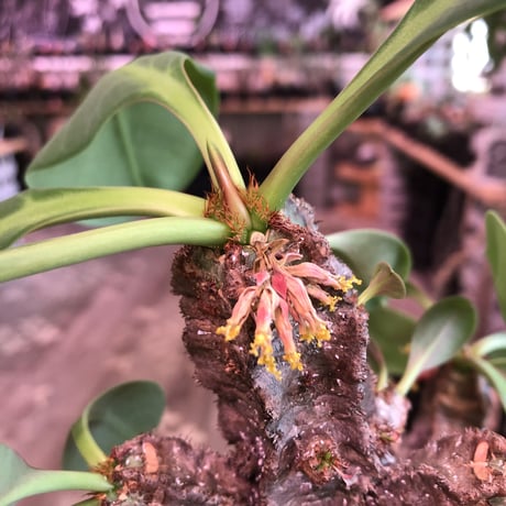 euphorbia neohumbertii《L size》※古株で木質化した大変希少な大株‼︎※mad black pot植え