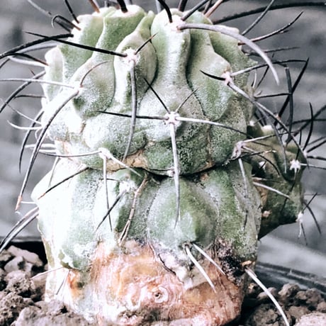 copiapoa cinerea ver.dealbata《M size》※現地球発根後店主国内管理7年株※上質黒士冠‼︎長い黒棘に現地球株が故のwild肌質が堪らない※mad black pot植え