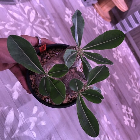 packypodium    roslatum var. eburneum（M  size） ※現地球   発根済み株