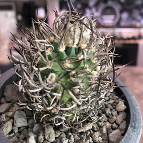 turbinicarpus 昇竜丸《大きめM size》※littmon seed9年株※選抜特選株※丸み強き低重心に育ってくれ太黒棘も堪らない一株※mad black pot植え
