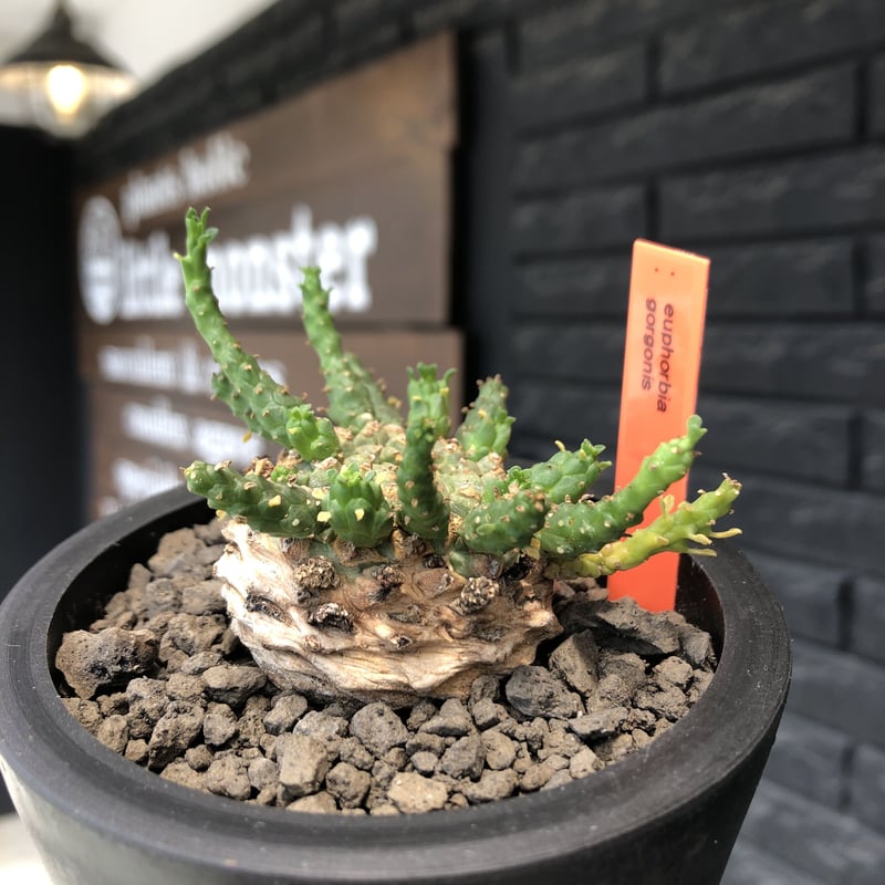 euphorbia gorgonis《M size》※現地球発根後店主国内管理2年株※人気🐙タ