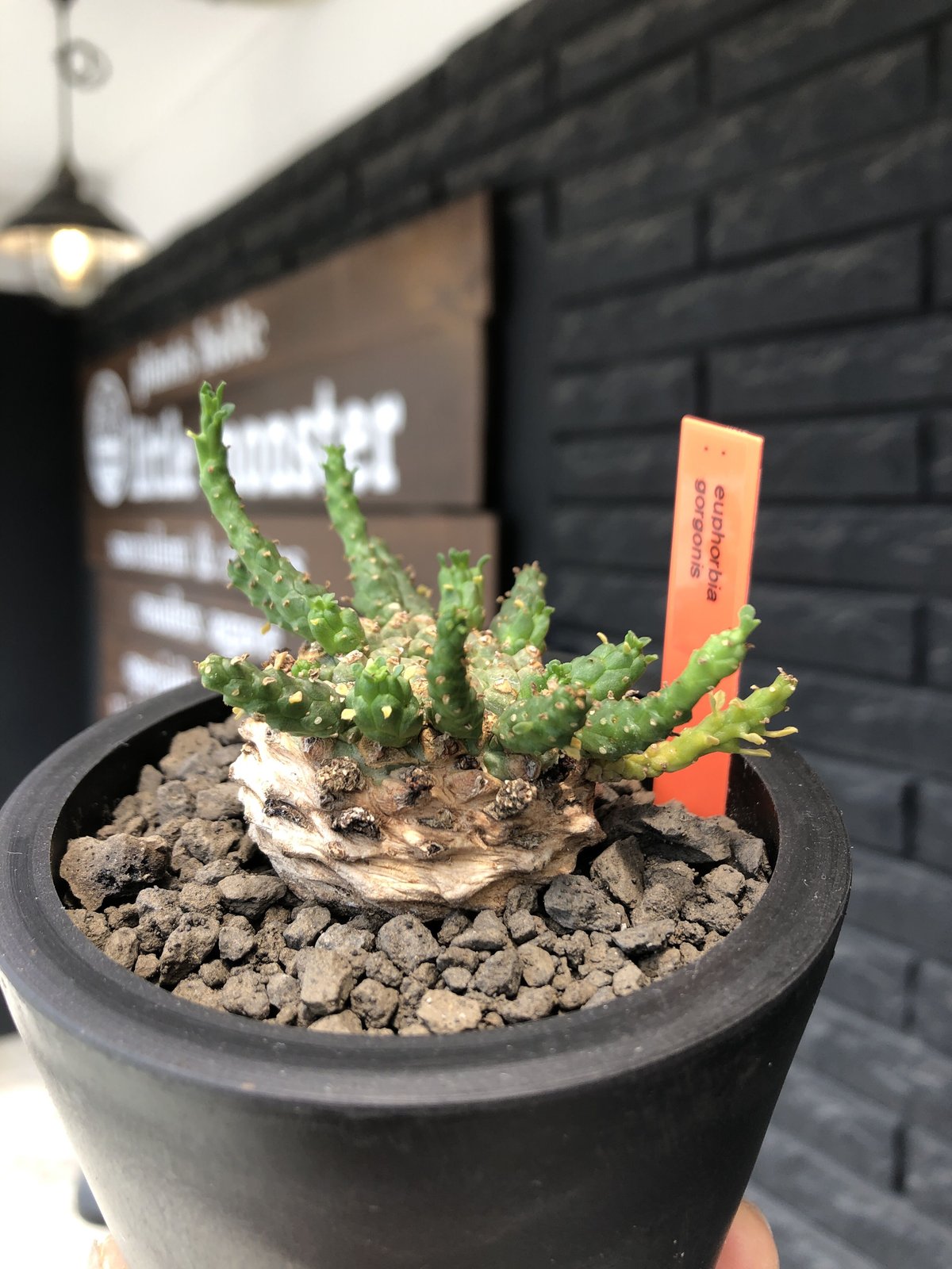 Z254【最新到着】Euphorbia ゴルゴニス（抜き苗）【塊根植物