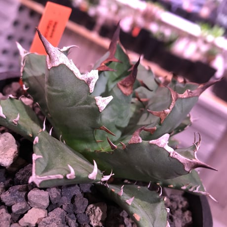 agave     titanota《M  size》Sよりのサイズ感で成熟株の装い   mad  black  pot植え