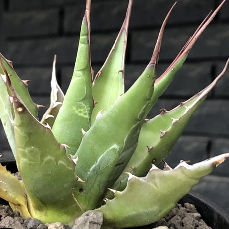 agave montana《M size》選抜株※現地球株発根済※纏まり締まり良きワイルド感満載で男前な出立ちが堪らない‼︎※mad black  pot植え