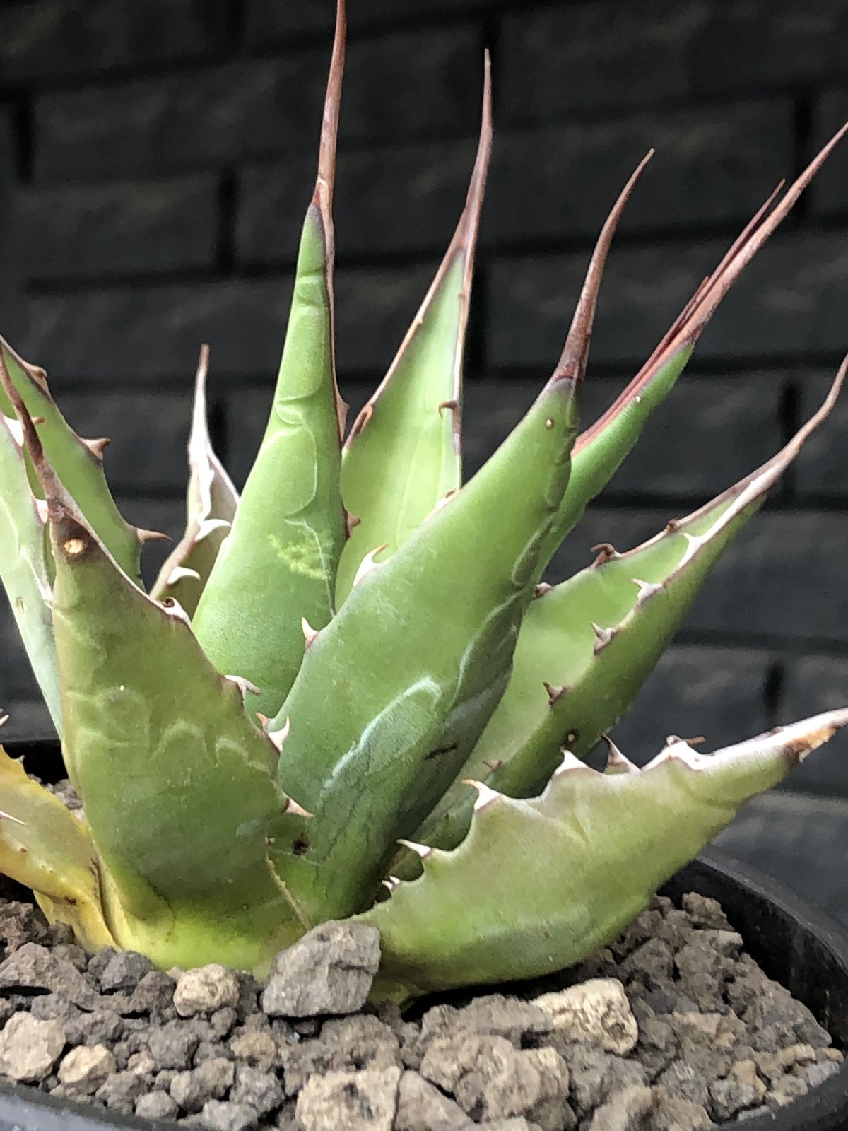 agave montana《M size》選抜株※現地球株発根済※纏まり締まり良き ...