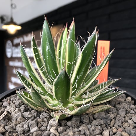 agave filifera ssp.schidigera班入り《M size》※現地球発根後店主国内管理2年株※大変美しくそして締まり良き一株‼︎※mad black bowl pot植え