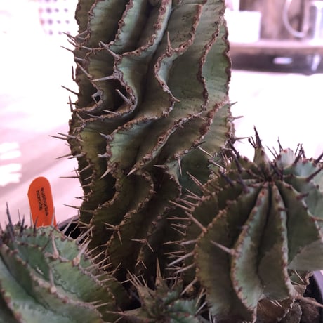 euphorbia    horrida《L  size》