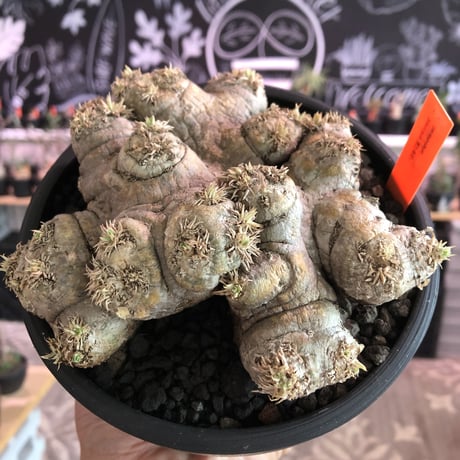 packypodium  brevicaule  恵比寿笑い《大きめM size》※現地球発根済株※個体差として荒い肌質のwild恵比寿‼︎良いsize感※mad black bowl pot植え