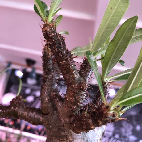 packypodium  gracilius《L size》※現地球発根済株※店主国内管理2年株※枝折れにより一頭枝ながら激しい小枝多数のぼってり選抜株※mad black pot植え