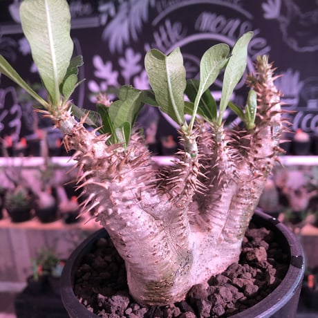 packypodium  cactipes 《M  size》※現地球発根済株※店主国内管理4年株※カクチらしい肌質とcolorそして管理長き良樹形株‼︎※mad black pot植え