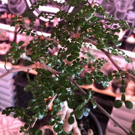 opercullicarya   decaryi  littmon  seed🌱  《4年株》※成長早く例年変化を感じながら育てられる上、幹幅も太く育った良株※mad  black  pot植え
