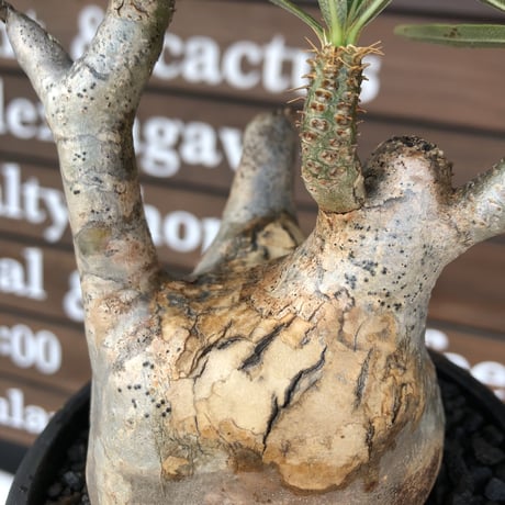 packypodium  gracilius《M size》※現地球発根済株※店主国内管理3年株※頭頂部全体が現地焼けの上、丁度良きサイズ感＆balance良樹形※mad black pot植え