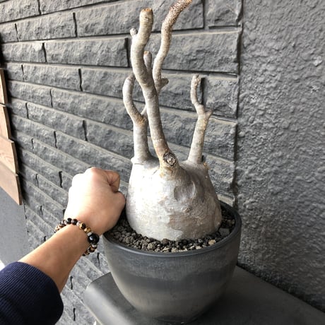 packypodium  gracilius《L L size》店主国内管理３年株※現地球発根済み株‼︎ ※大きなでっぷり球体株で現地焼けの味あるグラキ※mad black bowl pot植え