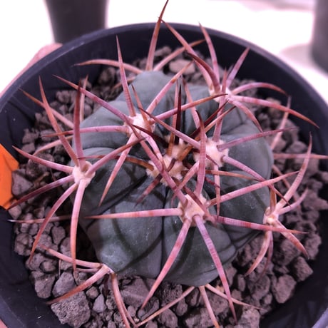echinocactus   太平丸