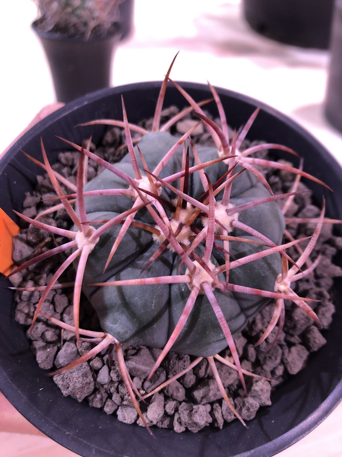 echinocactus 太平丸 | plants holic 