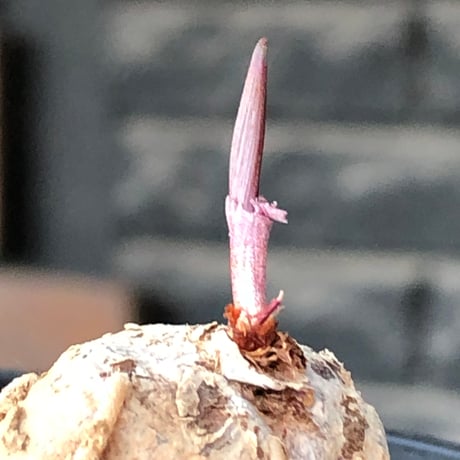 eriospermum cooperi《L size》驚愕‼︎冬型激希少種大株※現地球株発根済※年代物且つ未だに球体感強き大株であり美しい葉も魅力な一株※black bowl pot植え