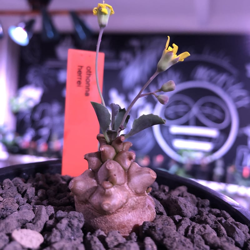 専用　冰雹　ブツブツ　内棘　裏棘　発根済み　8 othonna herrei《S size》※現地球発根済株※ぼってり茶肌ボコボコ幹に