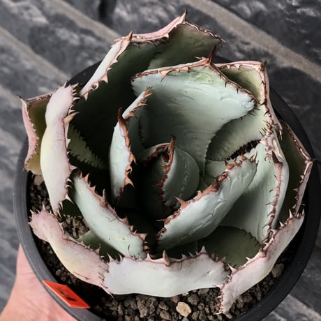 agave guadalajalana《大きめM size》※現地球発根後店主国内管理3年株※極締まり良き美しすぎるボール樹形の選抜株※mad black bowl pot植え