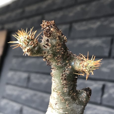 pachypodium gracilius《大きめS size》球体良樹形※現地球発根後店主国内管理3年株※weight低き短枝で360度球体良樹形※mad black pot植え