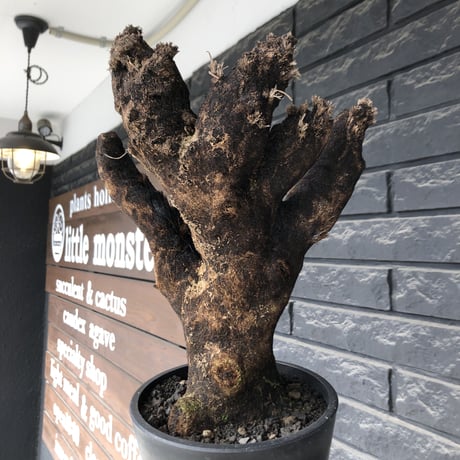 キセロフィタ | STORES