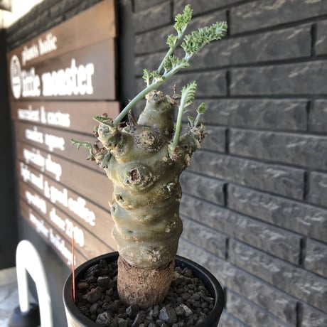 pelargonium carnosum《L size》極太幹&エグレ株※現地球発根後店主国内管理6年株※極太幹且つボコボコ感が大変wildな冬型種‼︎※mad black pot植え