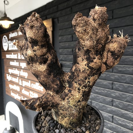 xerophyta  trichophylla《S size》※現地球発根済株※驚愕強靭株※幹太め&限りなくweightはlow‼︎これでもかわいい小振りサイズ※mad black pot植え