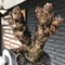 xerophyta  trichophylla《S size》※現地球発根済株※驚愕強靭株※幹太め&限りなくweightはlow‼︎これでもかわいい小振りサイズ※mad black pot植え