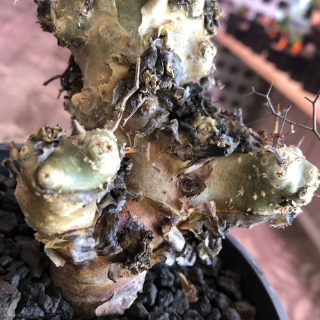 tylecodon    reticulatus《M  size》発根済み株‼︎