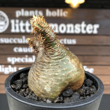 pachypodium gracilius《大きめS size》希少‼︎ニ頭枝 &green肌※現地球発根済株※店主国内管理2年株※ぼってり樹形で捻くれた感が堪らない※mad black pot植え