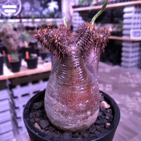 packypodium  gracilius《S size》※現地球発根済み株‼︎  （限定1株）※一期一会な赤肌球体チビキリス※mad black pot植え