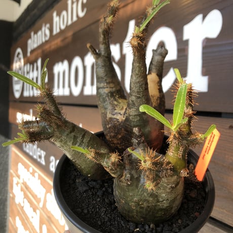 pachypodium gracilius《L size》現地焼け肌&3-he'd株※現地球発根後店主国内管理5年株※wild現地焼け肌の上アシンメトリーな良樹形※mad black pot植え