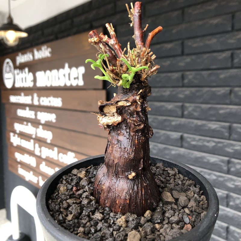 mestoklema tuberosum《M size》※現地球発根後店主国内管理4年株