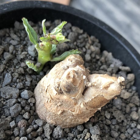 pterodiscus   elliottii 《M size》驚愕‼︎激希少種※現地球発根後店主国内管理3年株※綺麗&味深さを併せ持つ大変希少な一株‼︎※mad black pot植え