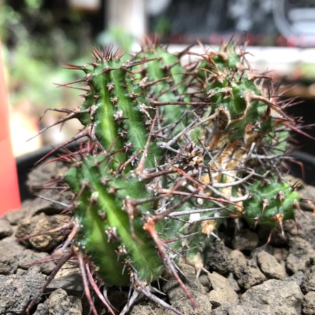 euphorbia golisana《M size》※現地球株発根済※木質化した極太主頭から伸びる良枝振りとコントラストが美しく厳つい棘々しさも堪らない‼︎※black bowl pot植え