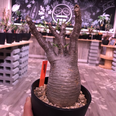 packypodium  gracilius《M size》※現地球株  発根済み株‼︎  丸めor良型株（限定12株）