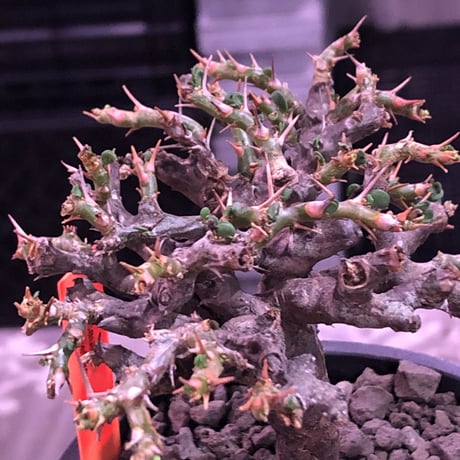 sarcocaulon  vanderietiae《L size》※現地球発根済株※サルコカウロン種‼︎夏型※店主国内管理4年株‼︎※wild枝振り良樹形※mad  black  pot植え