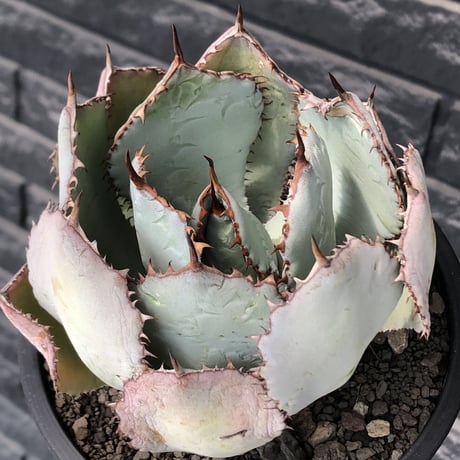 agave guadalajalana《大きめM size》※現地球発根後店主国内管理3年株※極締まり良き美しすぎるボール樹形の選抜株※mad black bowl pot植え
