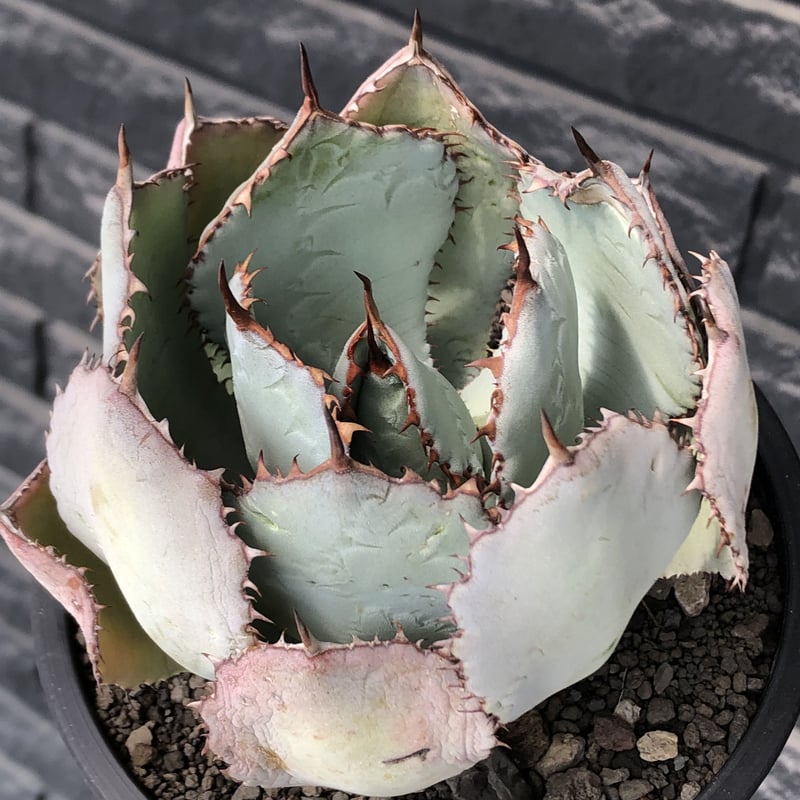 【希少美株】　アガベ・グアダラハラナ 　コンパクト　鉢付き 希少美株 アガベ グアダラハラナ コンパクト 鉢 希少美株