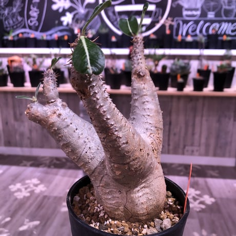 packypodium    cactipes《L  size》発根済み株‼︎  株幅&balance最高株‼︎