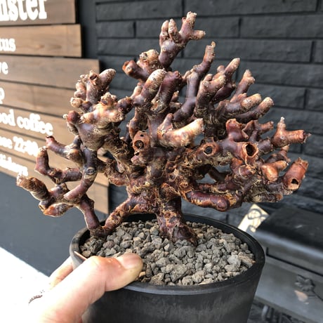 pelargonium  mirabile《L L size》※国内10年 店主管理株‼︎ mad black pot植え