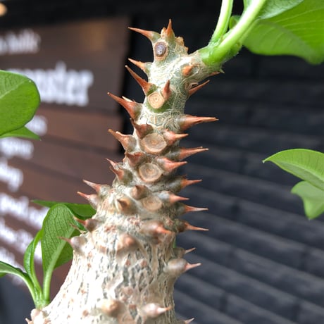 pachypodium windsorii《M size》※選抜littmon seed🌱※weight低き極めてぼってり株元&良枝振樹形※black pot植え