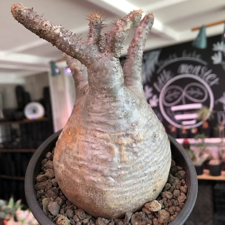 packypodium  gracilius《大きめM  size》※現地球発根済株※大変大きめぼってり球体株の上、左半面は現地焼けのあるカッコ可愛いおすすめグラキ‼︎※mad black pot植え